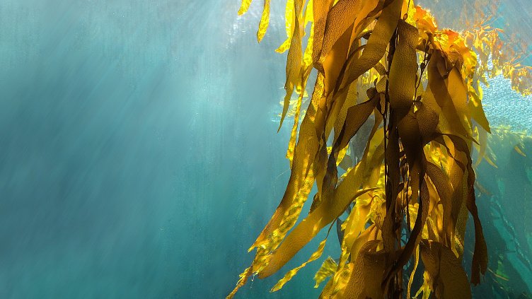 Collaboration produces the largest batch of farmed seaweed in the UK to date
